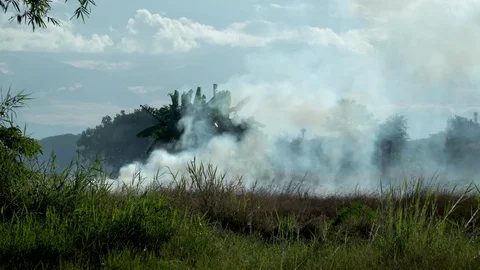 The burning of rice straw in the fields. Smoke from the burning Stock Footage 123097797