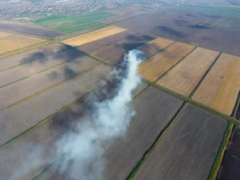 The burning of rice straw in the fields. Smoke fro Foto stock