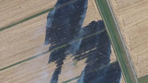 The burning of rice straw in the fields. Smoke from the burning of rice straw in Stock Photos