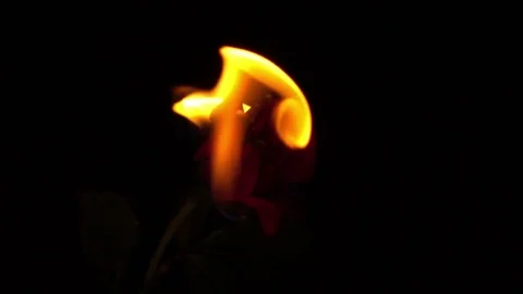 Burning rose on black background slow motion Stock Footage