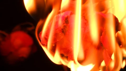 Burning rose on black background, slow motion fire engulfing flower Stock-Footage 310522026