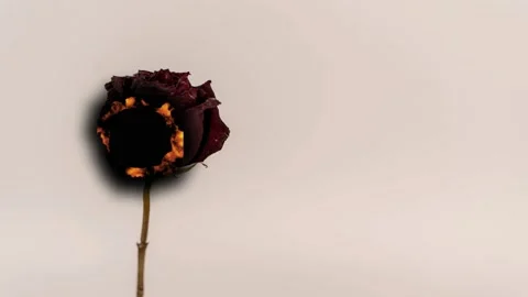 Burning rose transforms into ashes at an art studio in spring Stock Footage 342831615