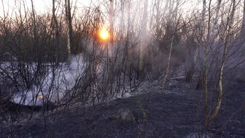 Burning rubber tire against sunset and scorched grass. Concept scorched grass Stock-Footage 310941790