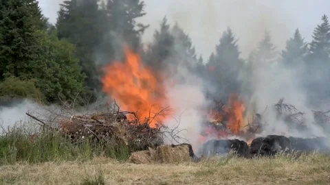 Burning shrubs in a controlled manner in the woods Stock Footage 110794728