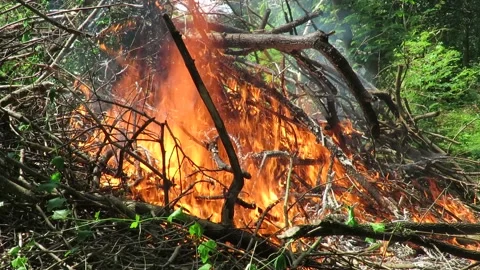 Burning  slashed/cut down dried trees for cultivations in a forests Stock Footage 161358139