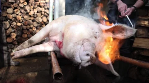 Burning slaughtered pig face Video stock 47931785
