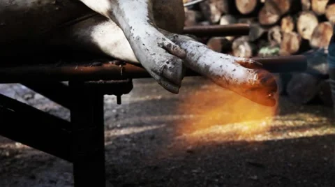 Burning slaughtered pig legs Video stock 47931405