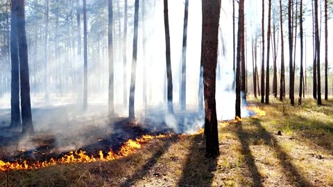 Burning spring forest in the outskirts of Kiev Stock Footage 139459842