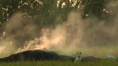 Burning stacks of rice Stock Footage 22328543