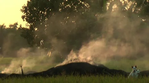 Burning stacks of rice Stock Footage 22328575