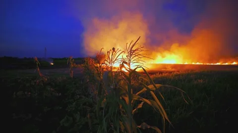 Burning Straw and Flames in Dark Landscape Stock-Footage 331828473