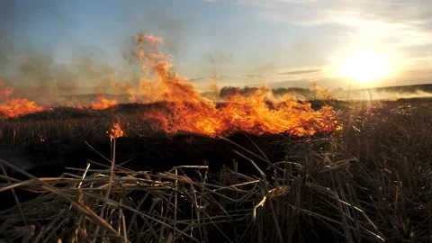 Burning straw in field close-up at sunset, flames, beautiful fire, Slow motion Stock Footage 267853197
