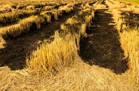 Burning straw field Foto stock
