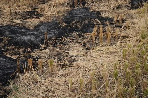 Burning straw in the middle of the rice fields after harvest makes the soil.. Stock Photos