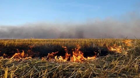 Burning straw in a wheat field after grain harvesting close-up, flames and wind Stock Footage 267844343