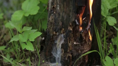 Burning stump in the forest. forest fire concept. Stock Footage 111811923