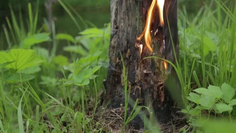 Burning stump in the forest. forest fire concept. Video stock 111811953