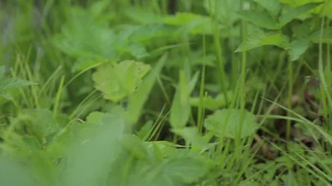 Burning stump in the forest. forest fire concept Video stock 111811984