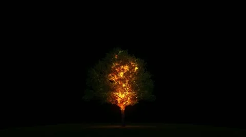 Burning tree with alpha Stockbeeldmateriaal 11757216