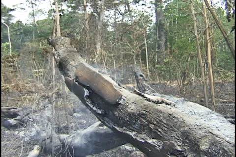 Burning tree in Amazon. Stock Footage 24259767