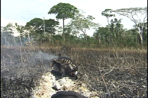Burning tree in the Amazon. Stock Footage 24260265