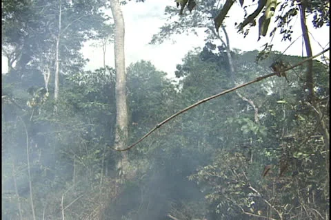 Burning tree in the Amazon. Stock Footage 24260640