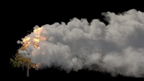 Burning tree on black Stock Footage 74471561