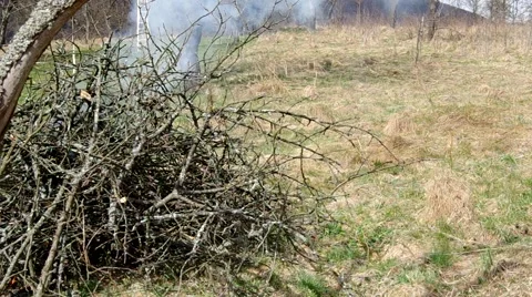 Burning tree branch Stock Footage 49206962