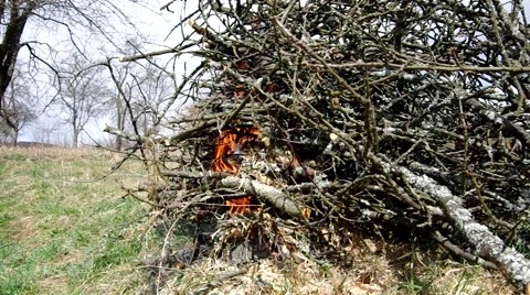 Burning tree branch Stock Footage 49207006