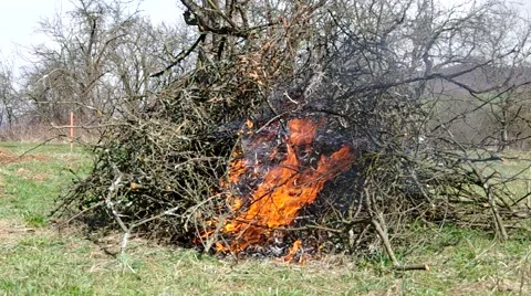 Burning tree branch Stock Footage 49207030
