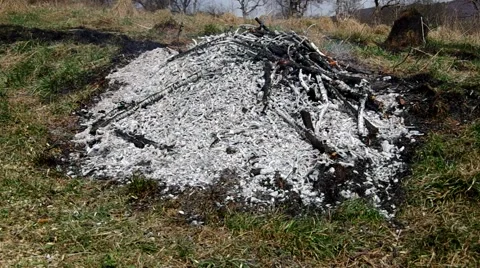 Burning tree branch Stock Footage 49207227