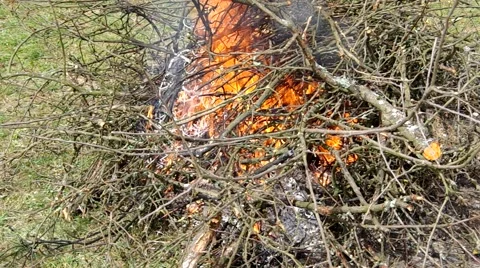 Burning tree branch Stock Footage 49722294