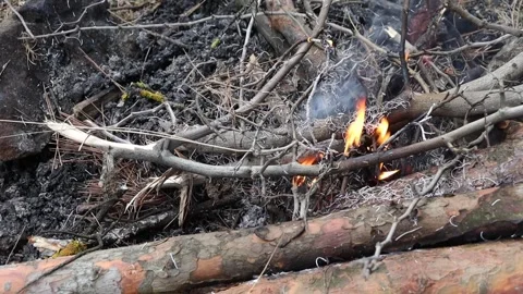 Burning Tree Branches and Logs Stock Footage 292562803