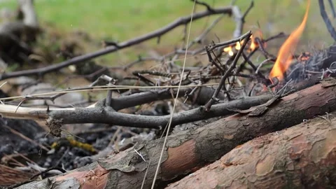 Burning Tree Branches on the Campfire Stock Footage 292159822