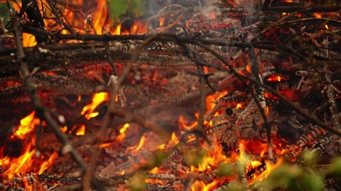 Burning tree branches with flames and smoke in the forest. Stock Footage 317218103