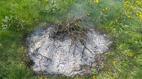 Burning tree branches Stock Footage 128254599