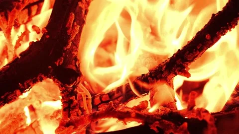 Burning tree branches Stock Footage 152665715