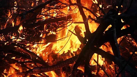 Burning Tree Branches Forest Fire Video stock 93514233