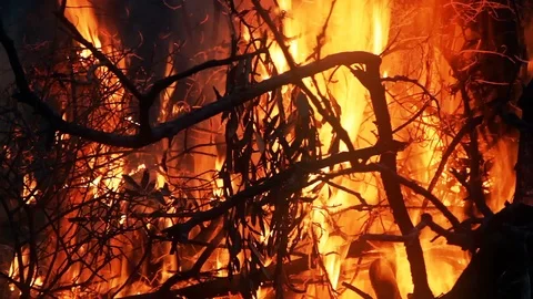 Burning Tree Branches Forest Fire Video stock 93514379