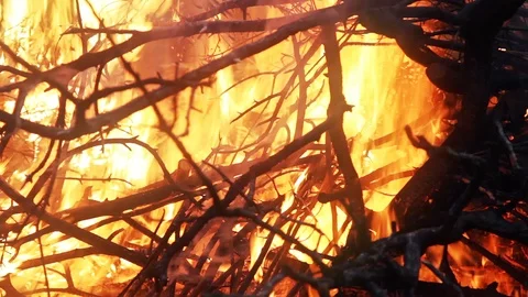 Burning Tree Branches Forest Fire Video stock 93514488