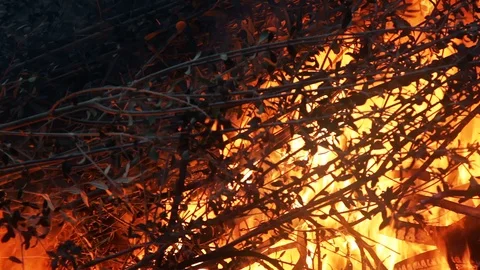 Burning Tree Branches Forest Fire Video stock 93514546