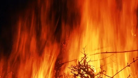Burning Tree Branches Forest Fire Video stock 93514600