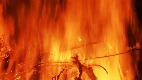 Burning Tree Branches Forest Fire Video stock 93514660