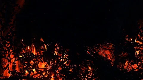 Burning Tree Branches Forest Fire Video stock 93514709