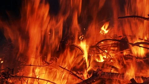 Burning Tree Branches Forest Fire Video stock 93514801