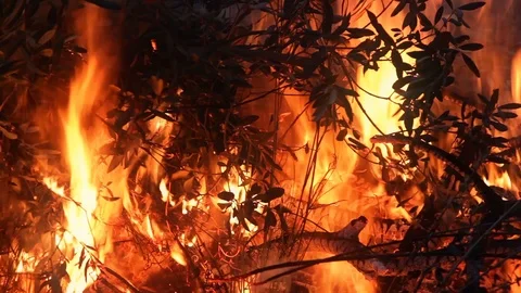 Burning Tree Branches Forest Fire Stock Footage 93514851