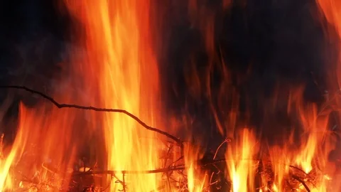 Burning Tree Branches Forest Fire Video stock 93514860