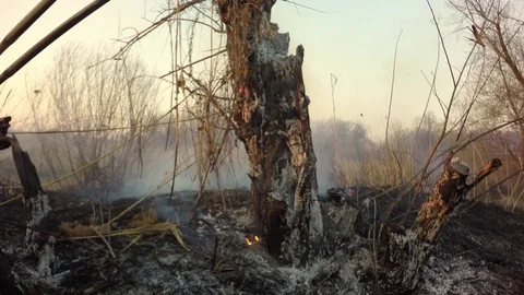Burning tree. Disaster. 库存影片 74077862