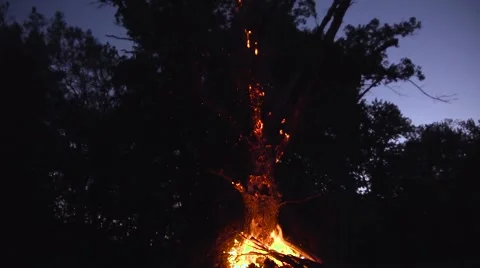 Burning Tree Video stock 55333705