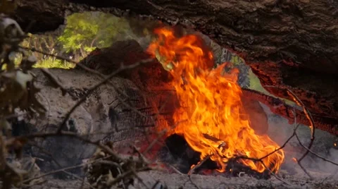 Burning Tree Video stock 55333818